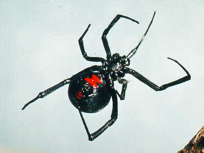 Black Widow Spider