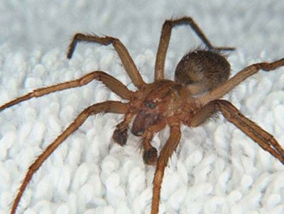 Hobo Spider